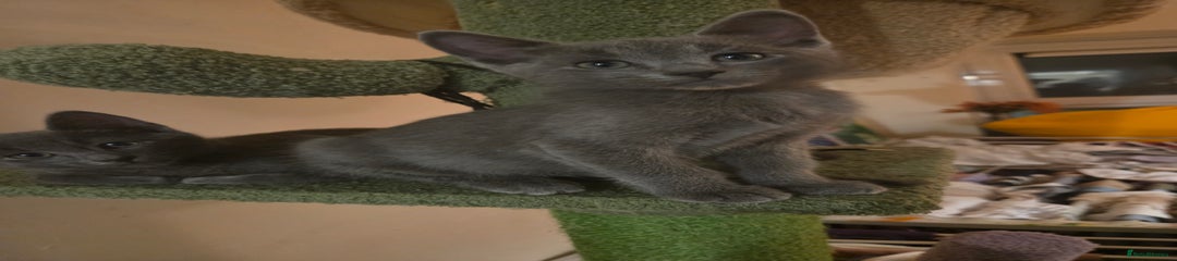 Russian Blue Kitten 2