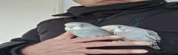 Budgerigars birds for sale: Super silly hand tamed baby budgies  - Advert 12