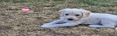 Labradoodle 2