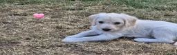 Labradoodle dogs for sale: Labradoodle pups for sale  - Advert 6