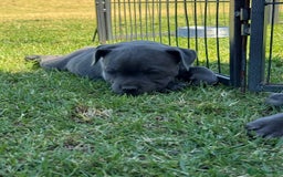 Staffordshire Bull Terrier dogs for sale: Ultimate healthy blueish Staffordshire bullies  - Image 7