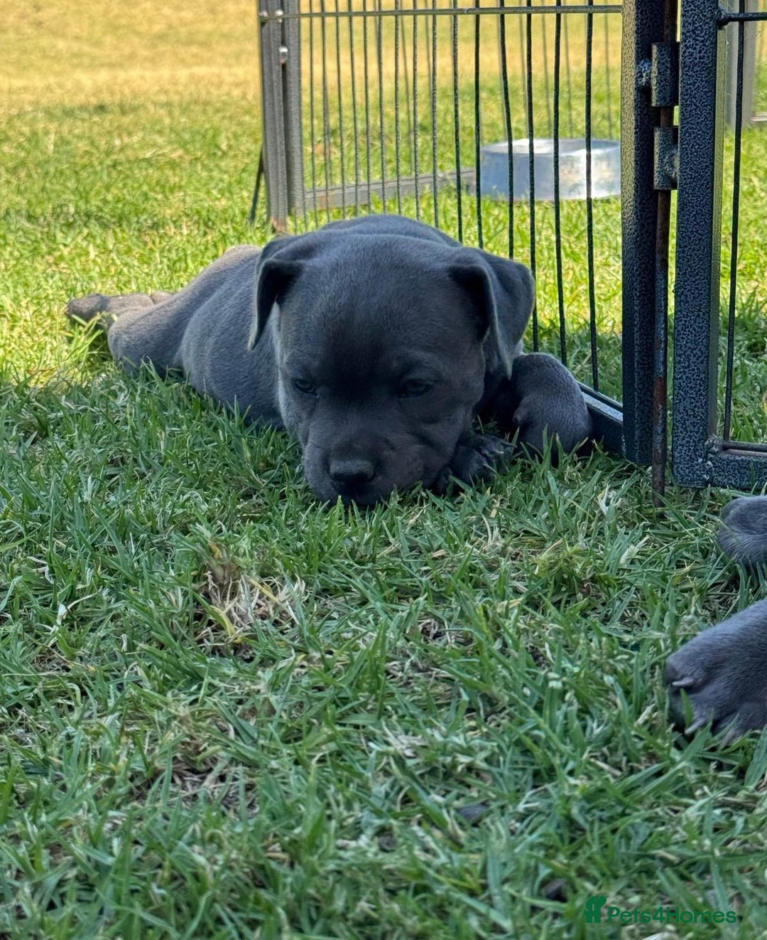 Staffordshire Bull Terrier dogs for sale: Ultimate healthy blueish Staffordshire bullies  - Image 7