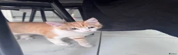 Domestic Shorthair cats for sale: Ginger & White Kitten  - Advert 2