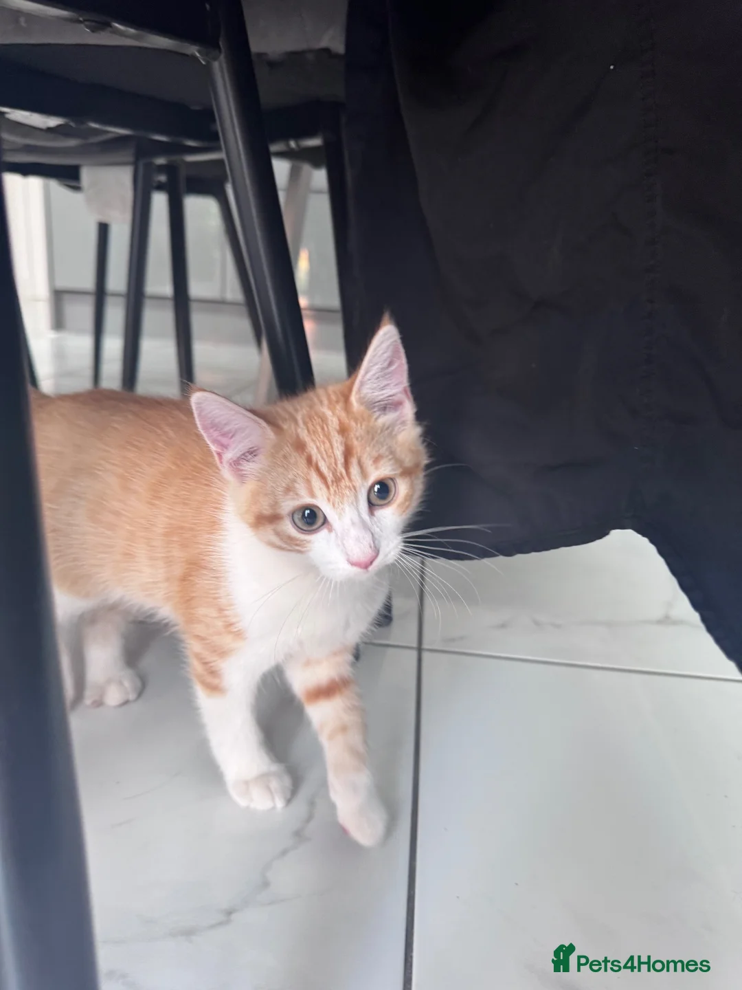 Domestic Shorthair cats for sale: Ginger & White Kitten  - Advert 2