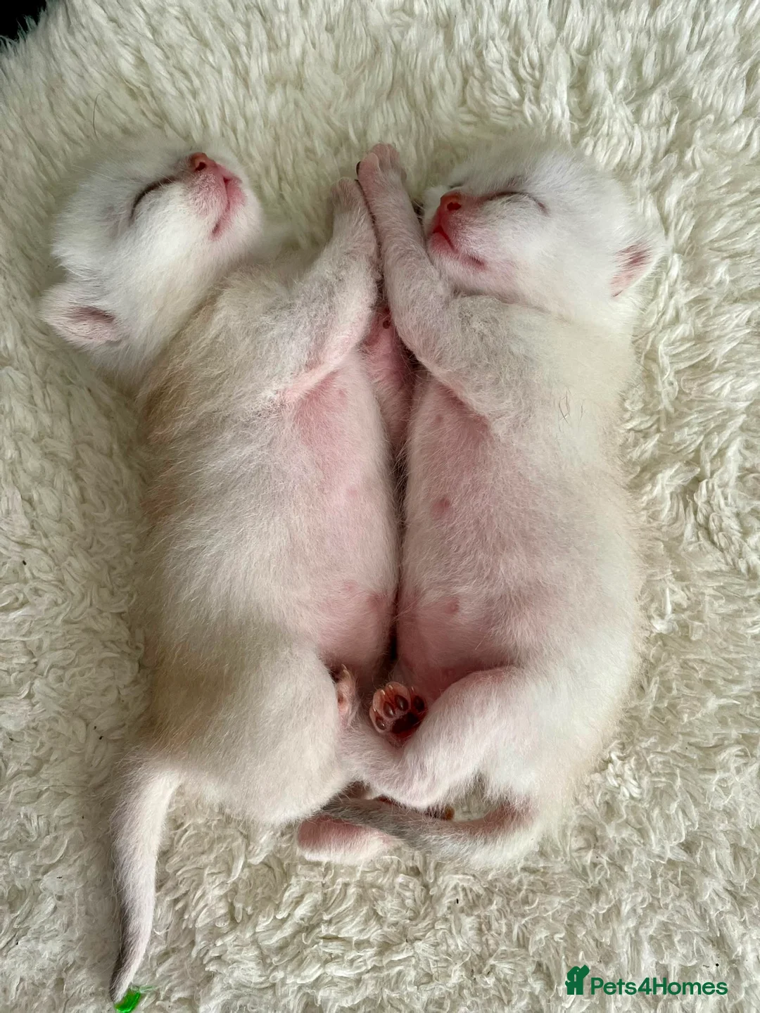 British Shorthair cats for sale: British shorthair kittens  - Advert 1