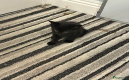 Mixed Breed cats for sale: Kittens for sale  - Image 9