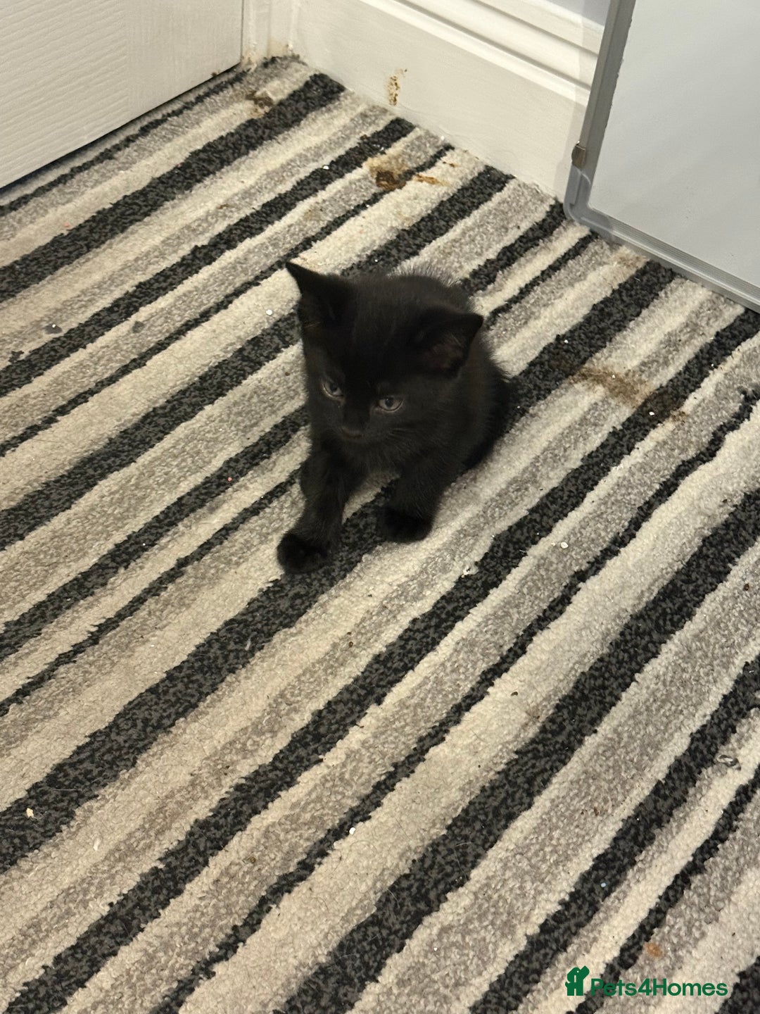 Mixed Breed cats for sale: Kittens for sale  - Image 9