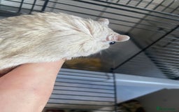 Gerbil rodents for sale: 5 male gerbals with cage for sale  - Image 1