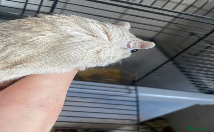 Gerbil rodents - Advert 1