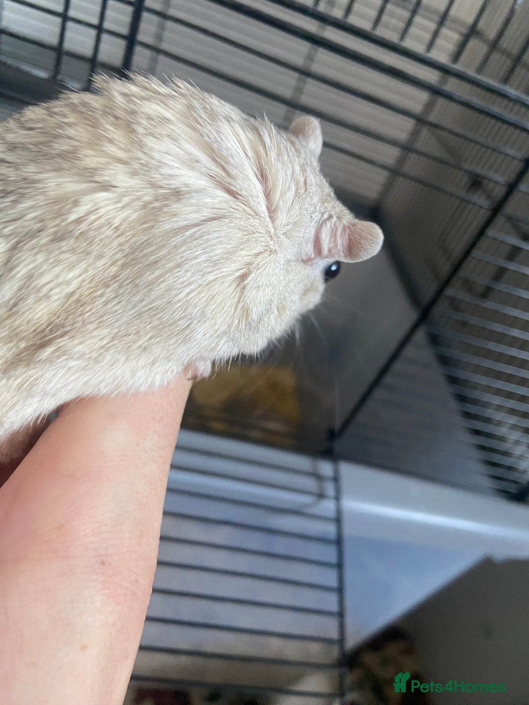 Gerbil rodents for sale: 5 male gerbals with cage for sale  - Image 1