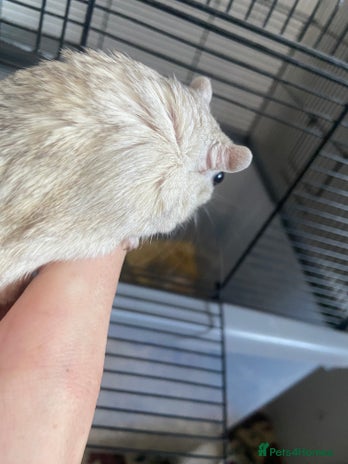 Gerbil rodents - Advert 11