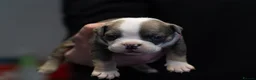 English Bulldog dogs for sale: English bulldogs PUPPIES NEBBR REGISTERED - Advert 16