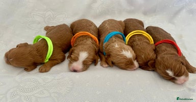 Cavapoo dogs - Advert 3