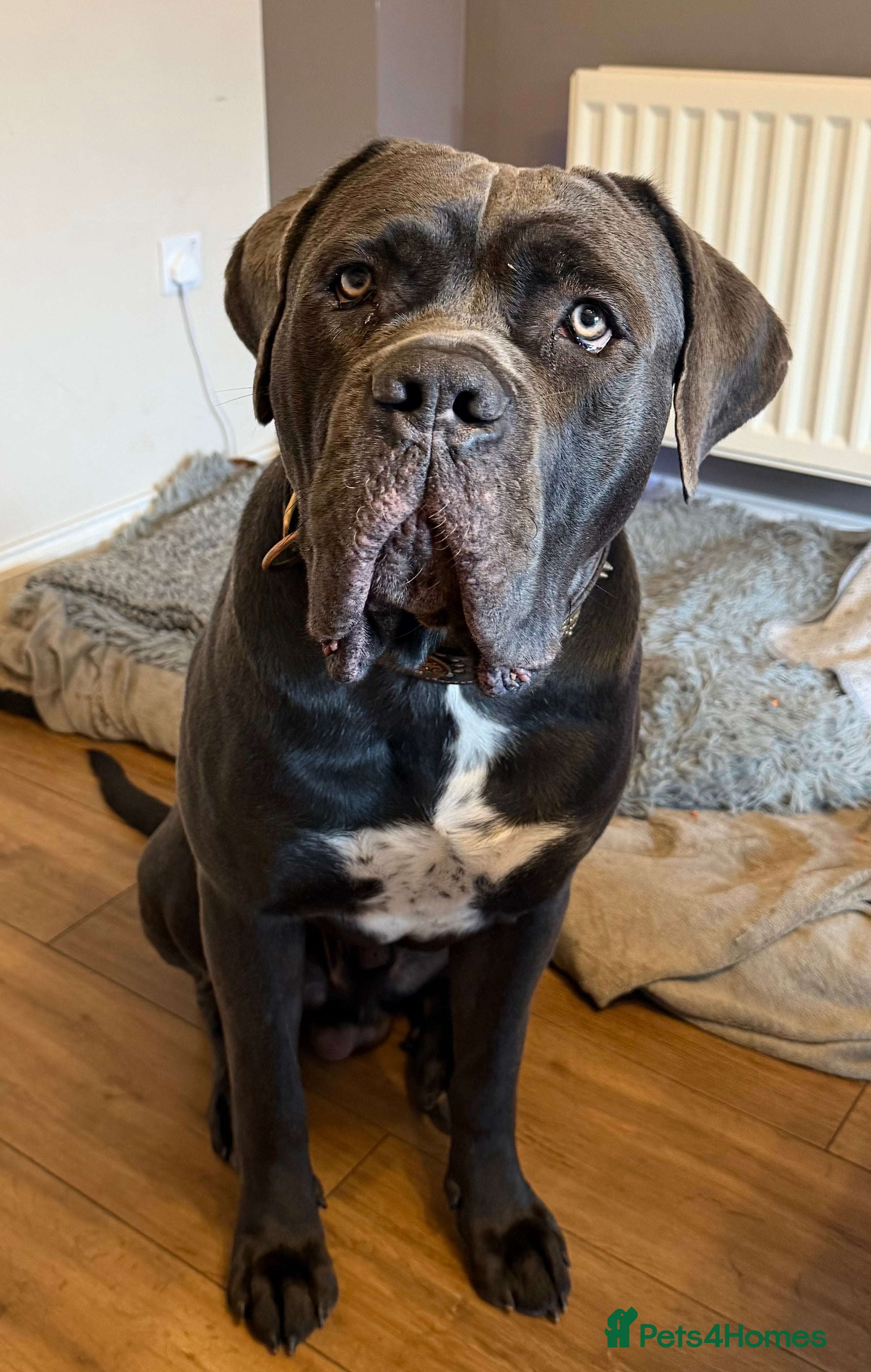 Cane Corso dogs 💙Cane Corso Boy Seeking Experienced,Loving Home💙 - Advert 10