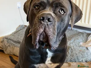 Cane Corso dogs 💙Cane Corso Boy Seeking Experienced,Loving Home💙 - Advert 1