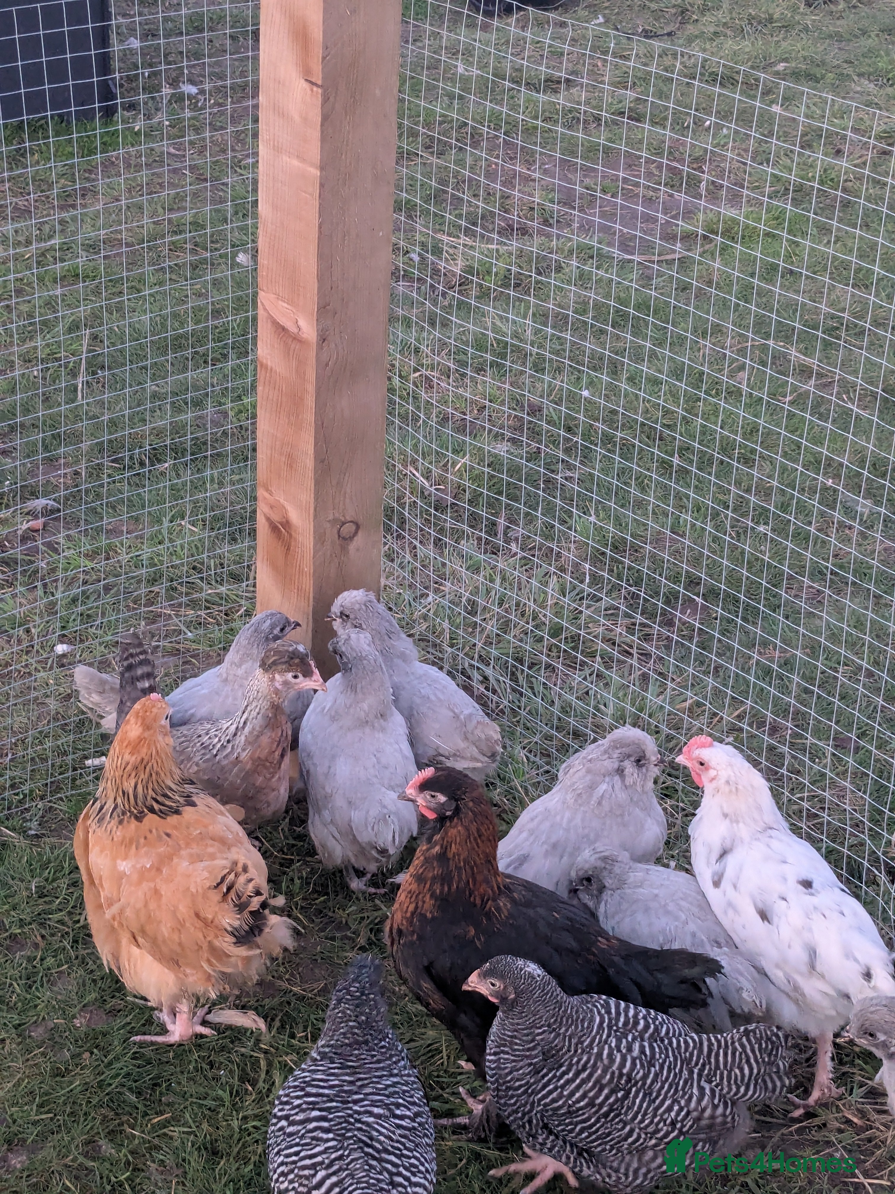 Geese poultry Lavender Aracauna's & Barred Plymouth Rocks - Advert 1