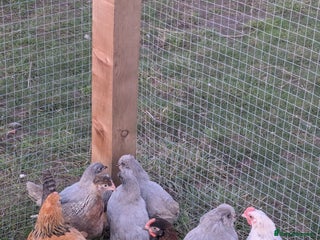 Geese poultry Lavender Aracauna's & Barred Plymouth Rocks - Advert 1