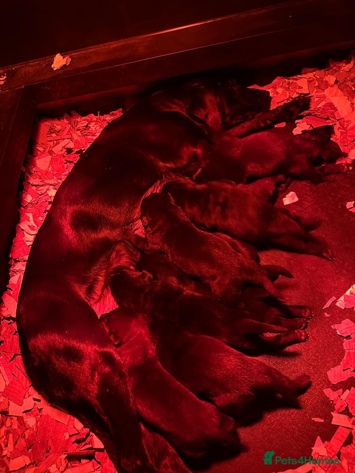 Labrador Retriever dogs KC registered Labrador pups - Advert 4