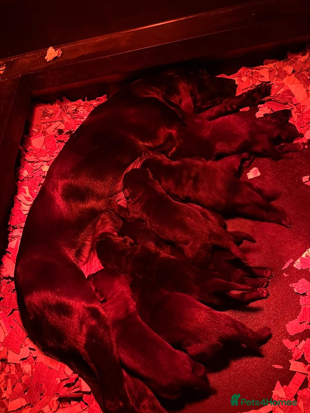 Labrador Retriever dogs for sale: KC registered Labrador pups - Advert 1