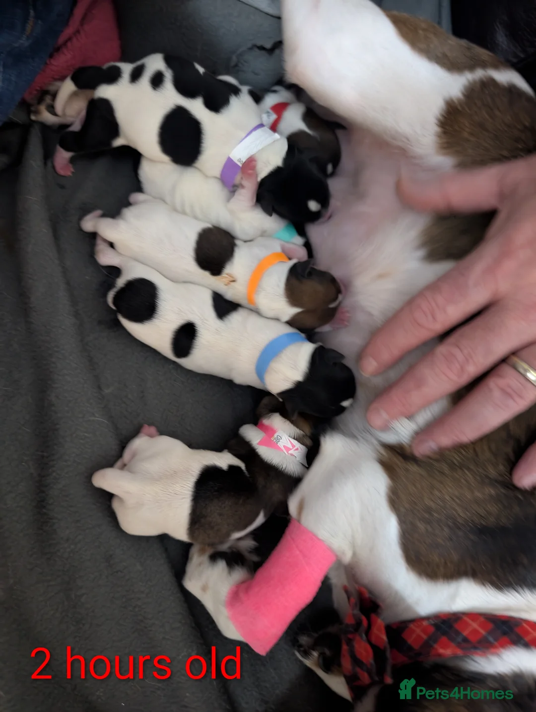 Jack Russell dogs for sale: 🐶 Jack Russell Boys – Ready Monday 23rd Feb🐶 - Advert 3