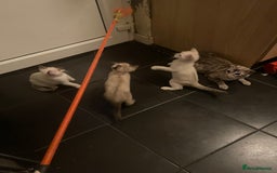 Bengal cats for sale: INTRODUCING 3 ❤️❤️❤️ BEAUTIFUL FELINES  - Image 21