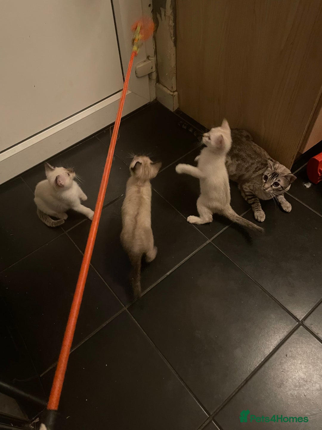 Bengal cats for sale: INTRODUCING 3 ❤️❤️❤️ BEAUTIFUL FELINES  - Image 21