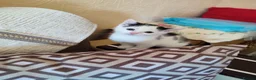 Mixed Breed cats for sale: 2 Kittens Ready for New Homes, 10 Weeks Old - Advert 8