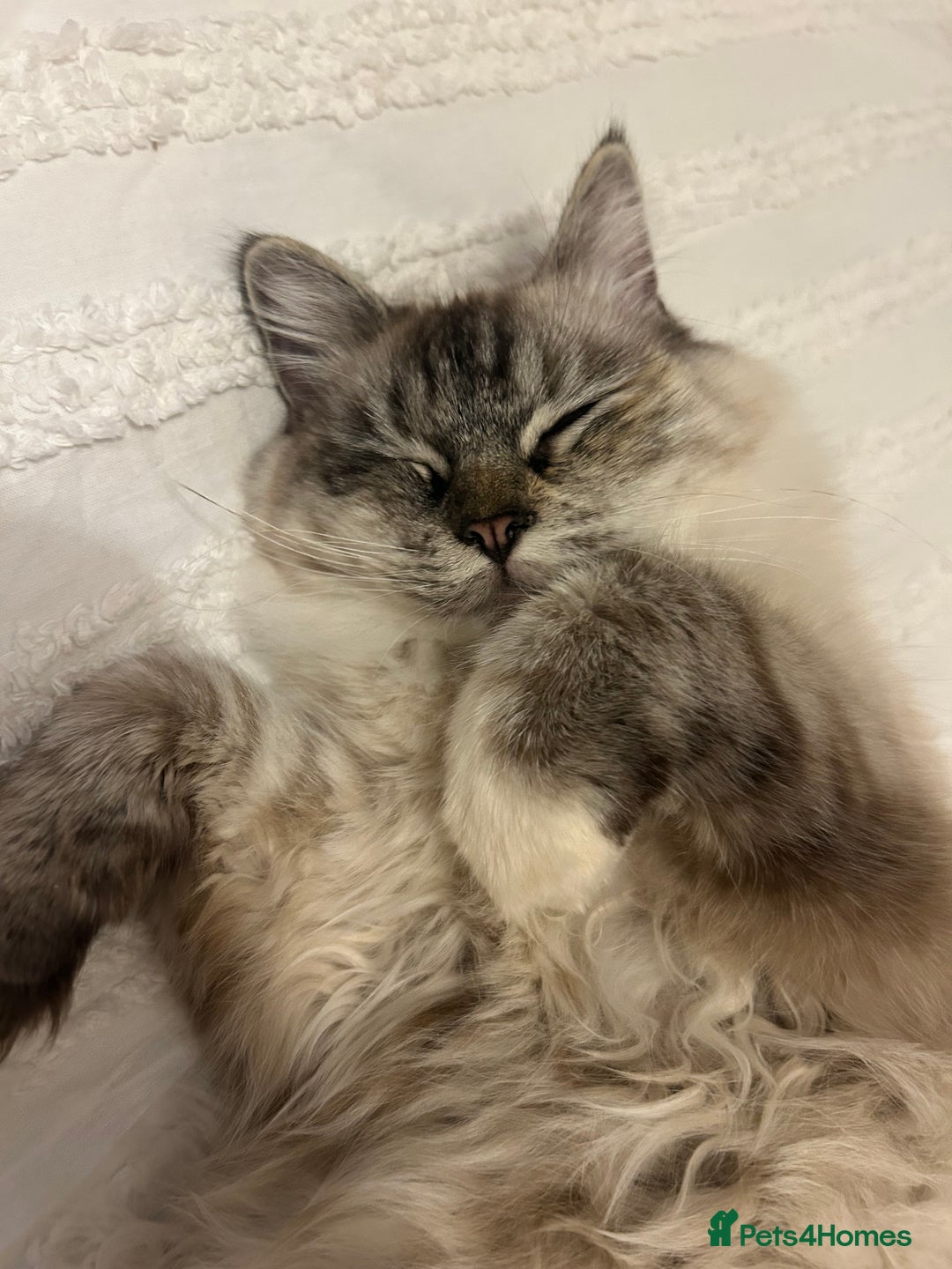 Ragdoll cats for sale: Champion bloodline ragdoll kitten - Advert 4