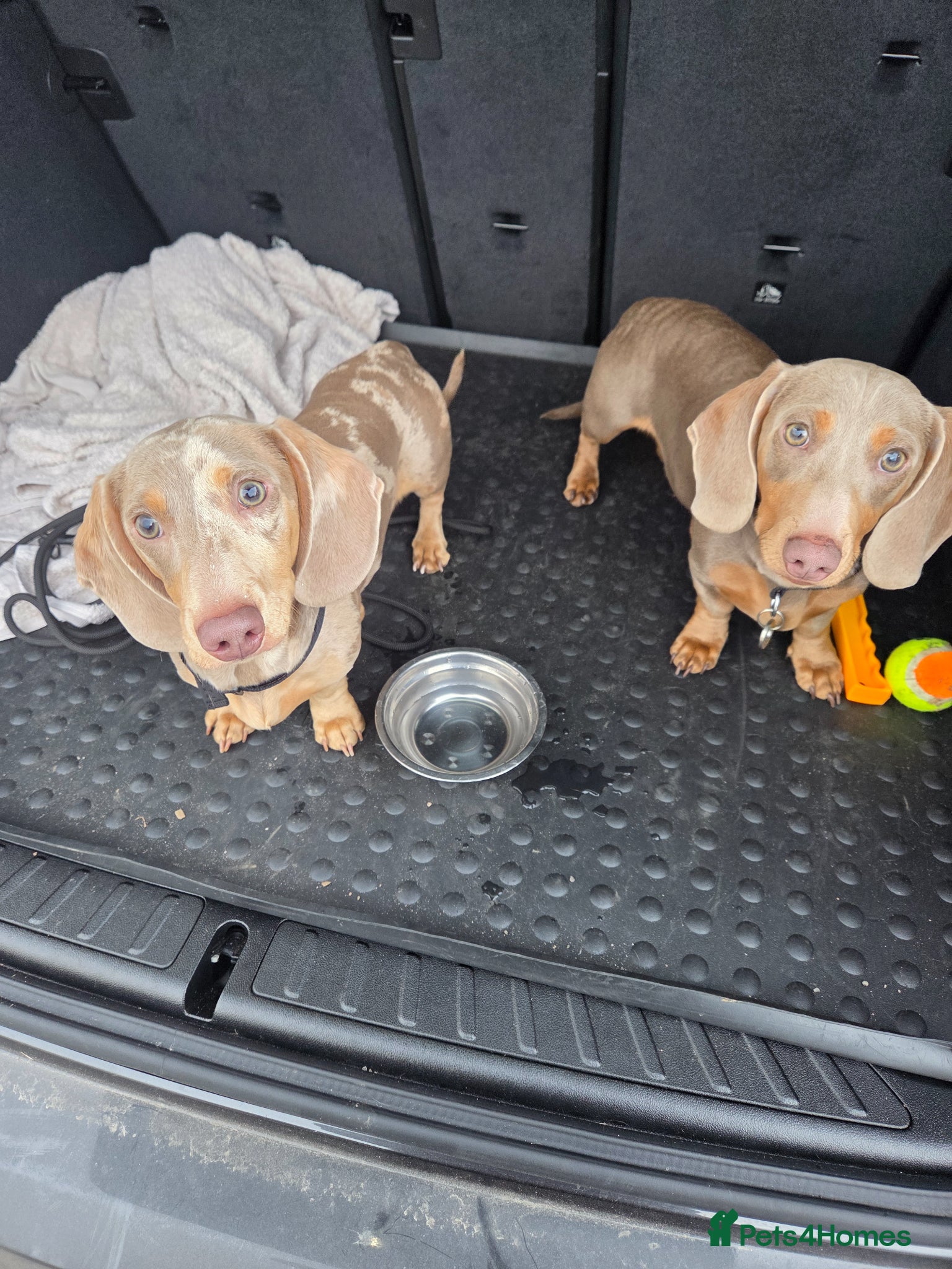 Miniature Dachshund dogs Miniature Dachshund  - Advert 1