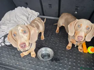 Miniature Dachshund dogs Miniature Dachshund - Advert 1