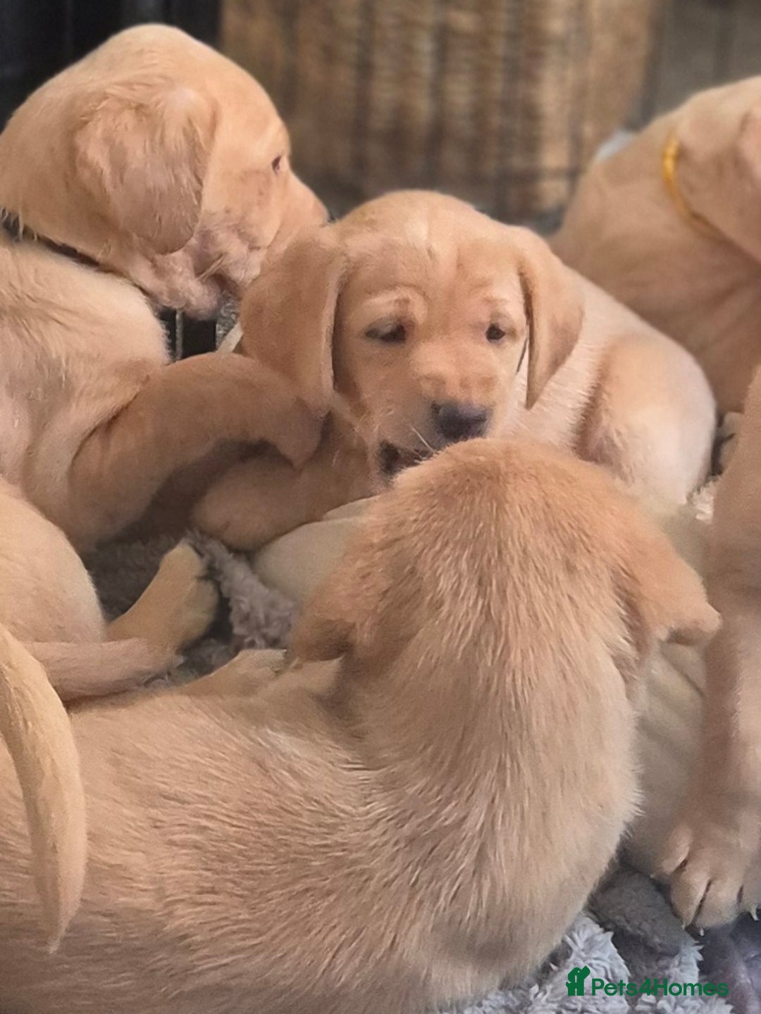 Labrador Retriever dogs for sale: Kc registered fox red puppies champion bloodlines  - Advert 11