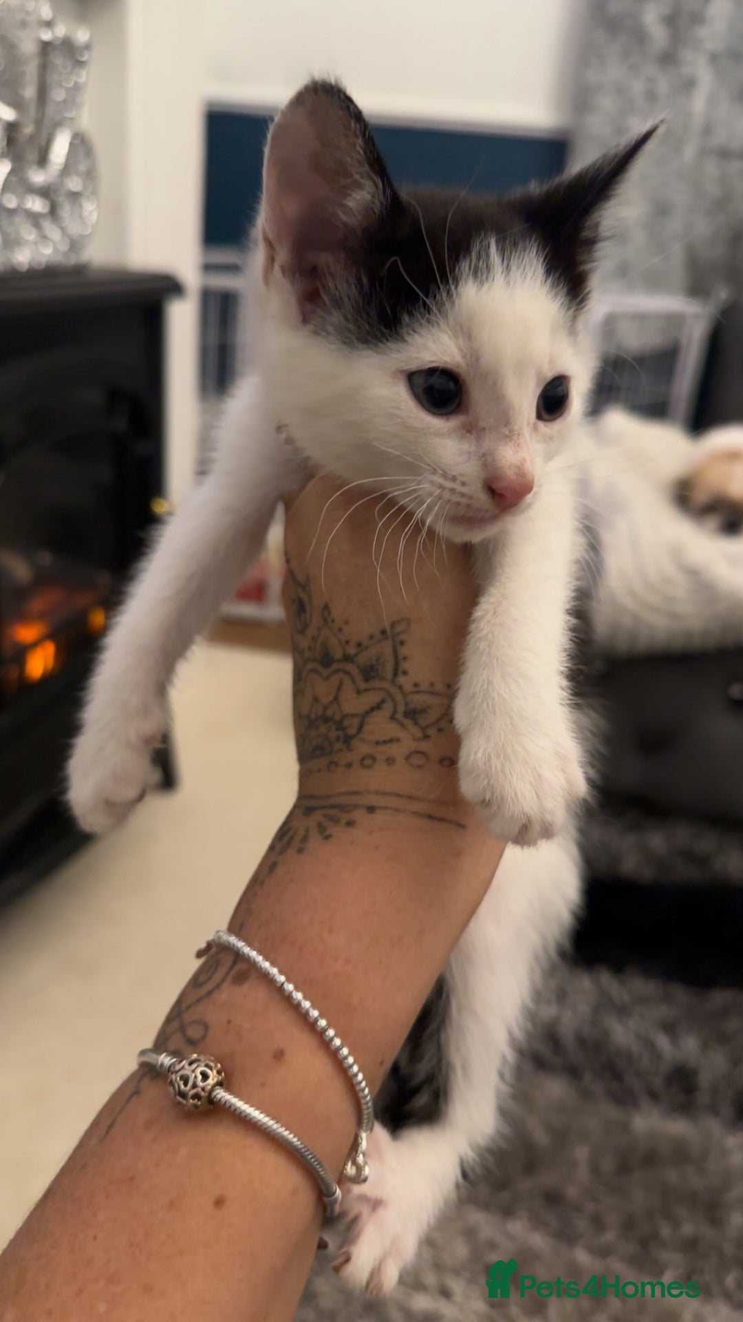 Domestic Shorthair cats for sale: Beautiful mix of kittens  - Advert 16