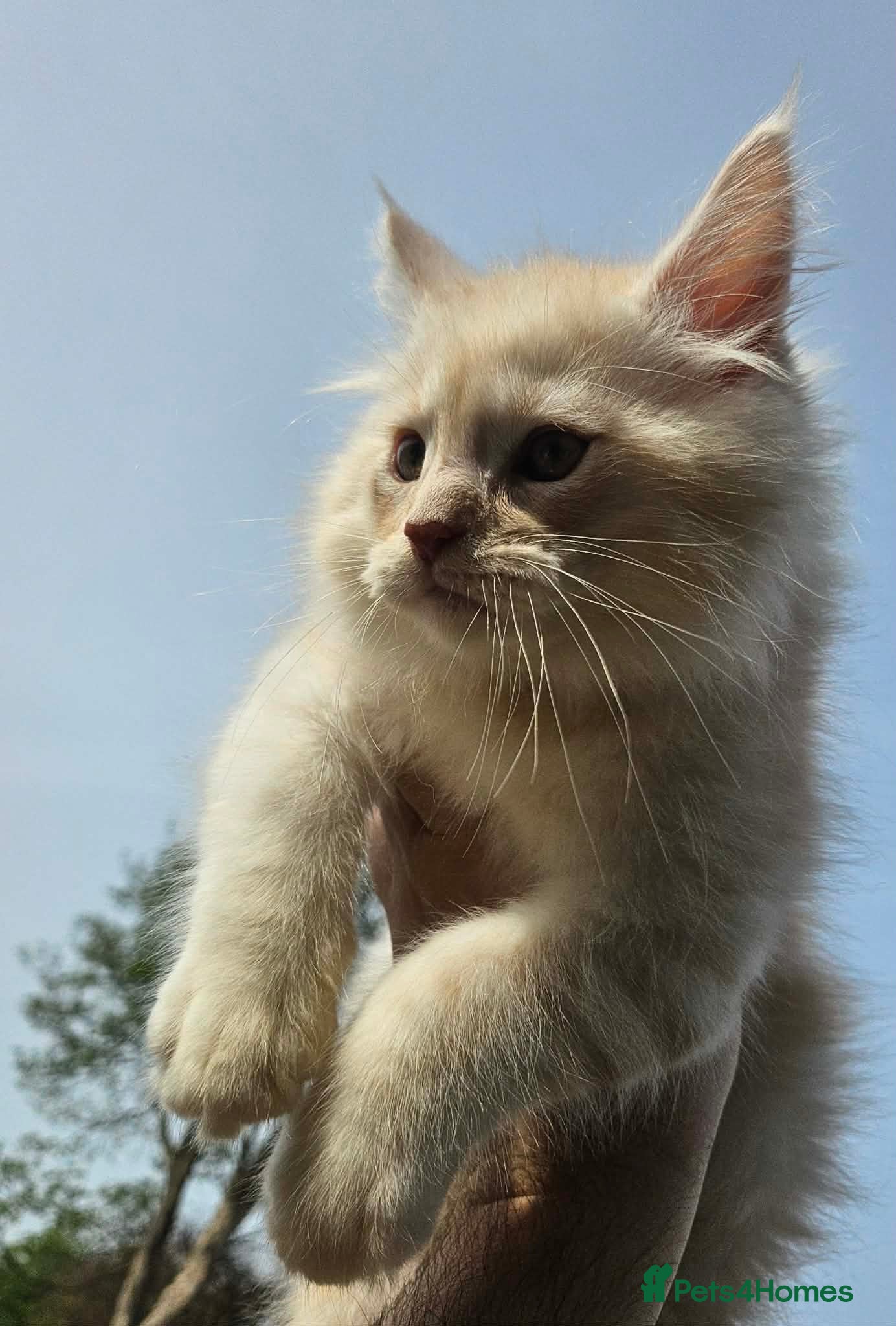 Maine Coon cats XXL Exceptional Pedigree Kittens Russian line - Advert 5