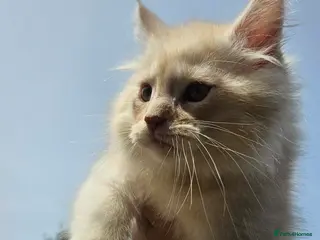 Maine Coon cats XXL Exceptional Pedigree Kittens Russian line - Advert 5