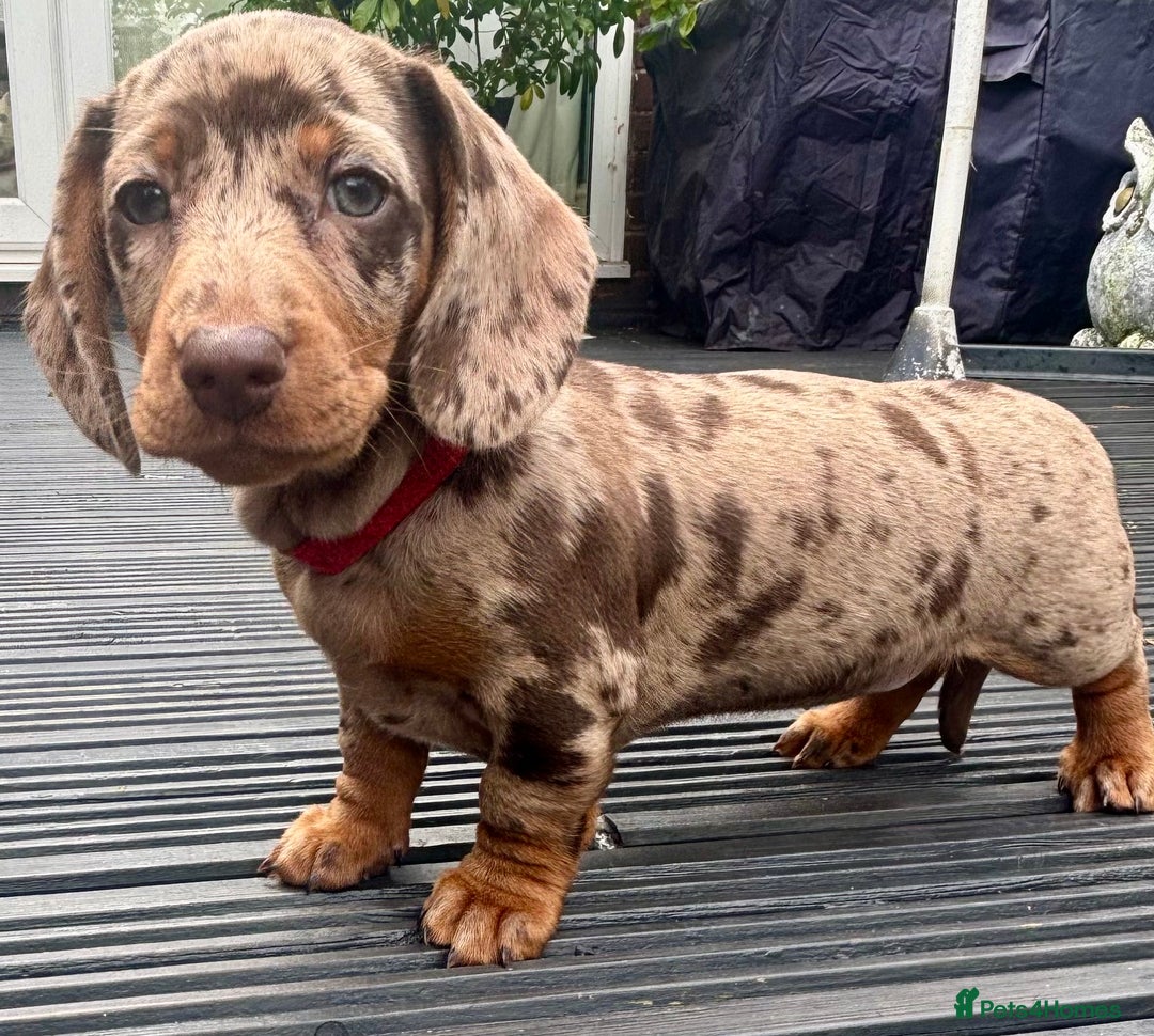 Miniature Dachshund dogs for sale: Miniature Dachshund Puppies - Image 7