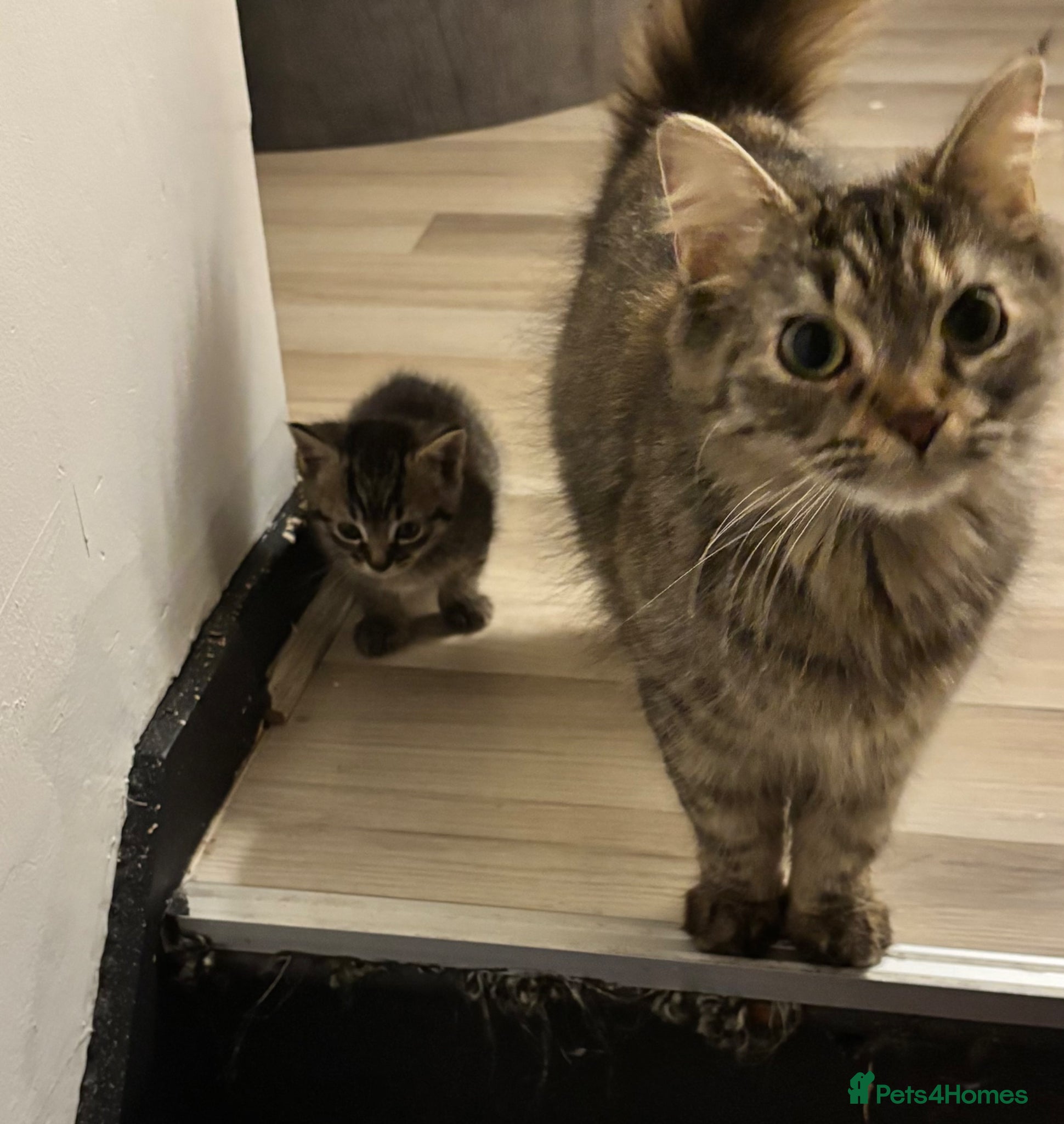 Mixed Breed cats Three Kittys🐯✨ - Advert 1