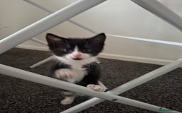 Mixed Breed cats for sale: seven funny kittens - Image 13