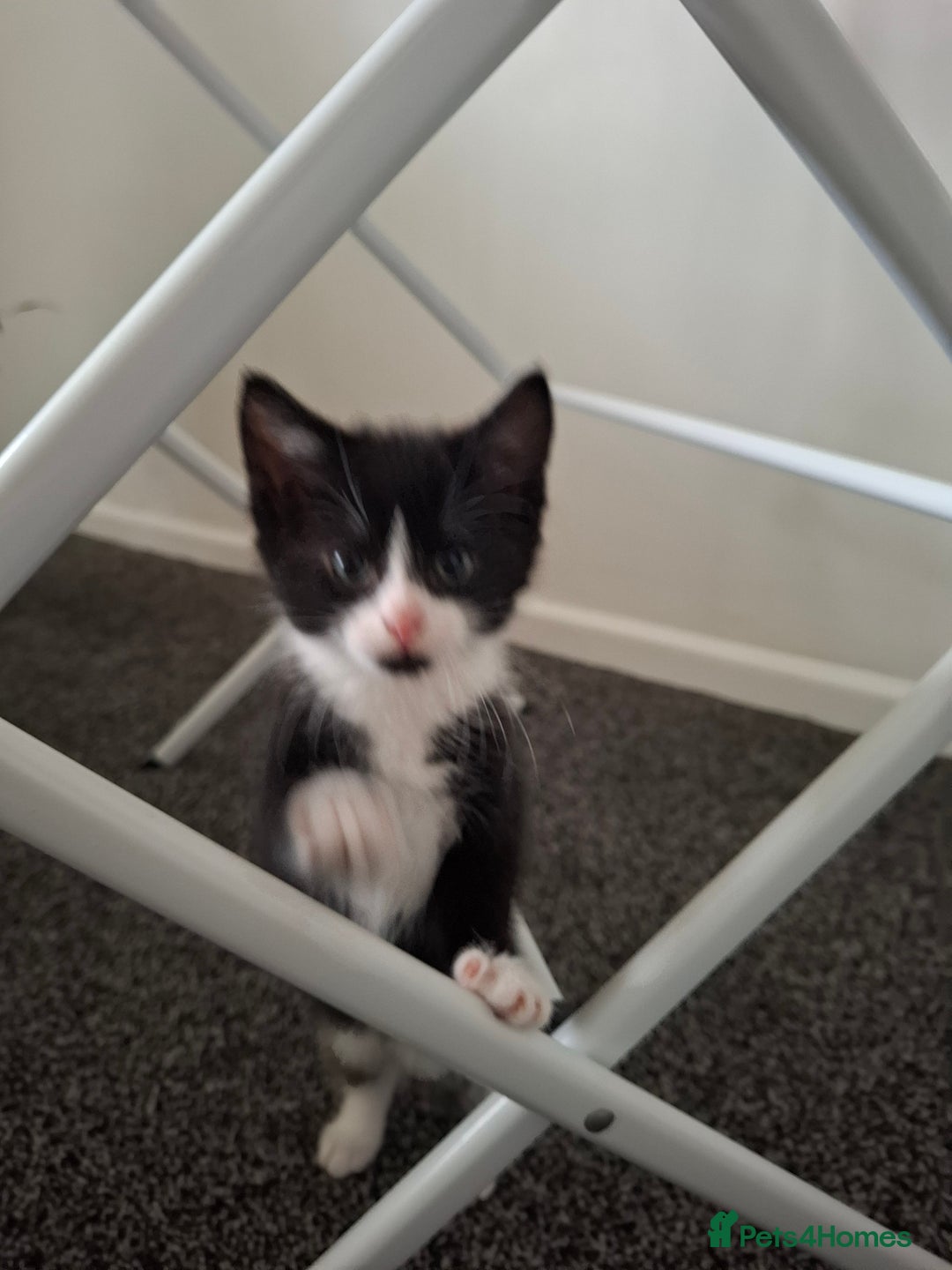 Mixed Breed cats for sale: seven funny kittens - Image 13