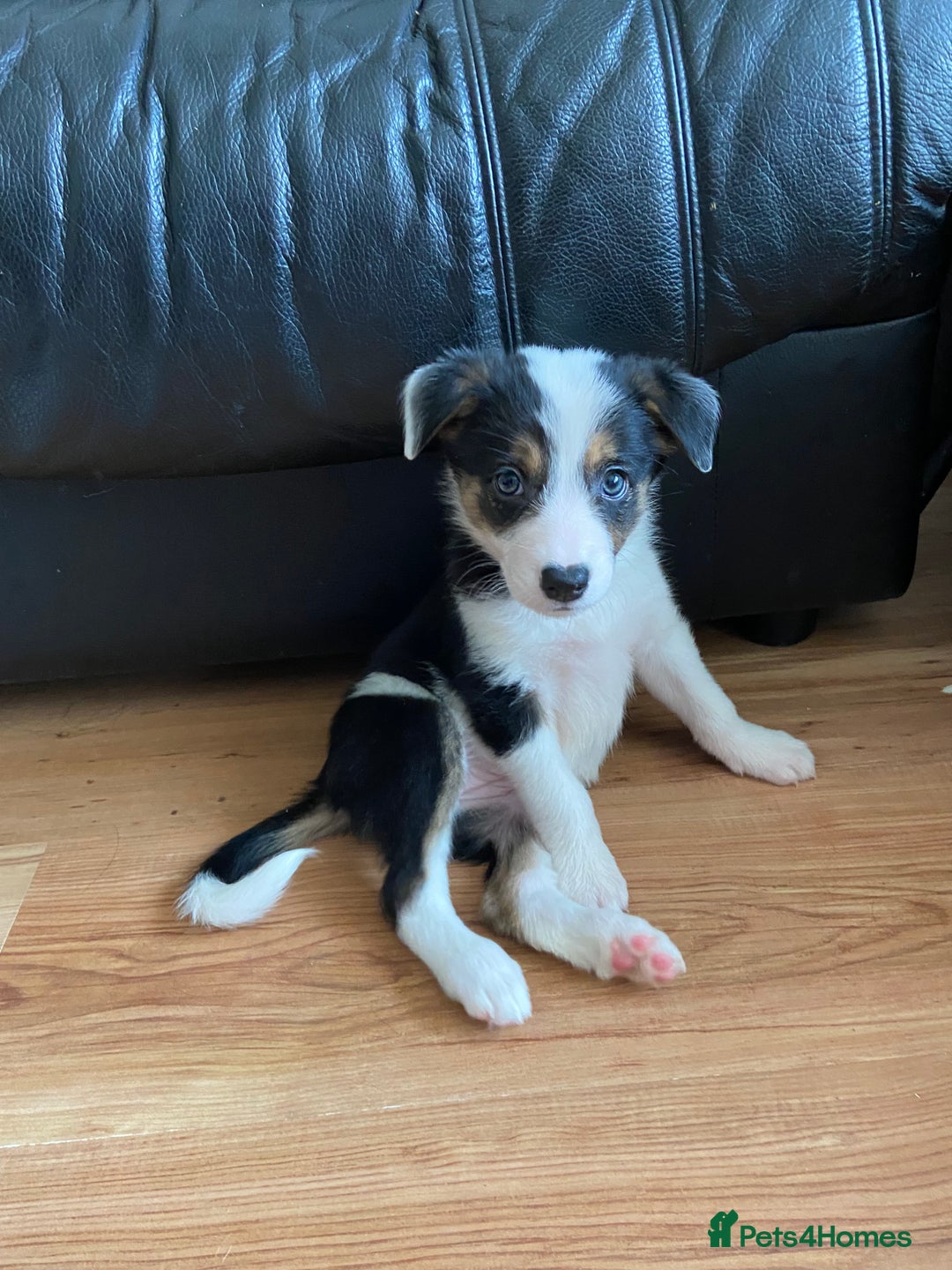 Border Collie dogs for sale: Border collies Dundee  - Image 35