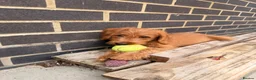 Labradoodle dogs for sale: Ready to leave Miniature Labradoodle puppies - Advert 12
