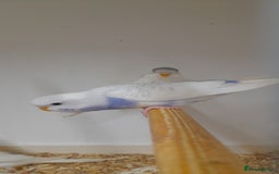 Budgerigars birds for sale: Budgies for sale - Image 13