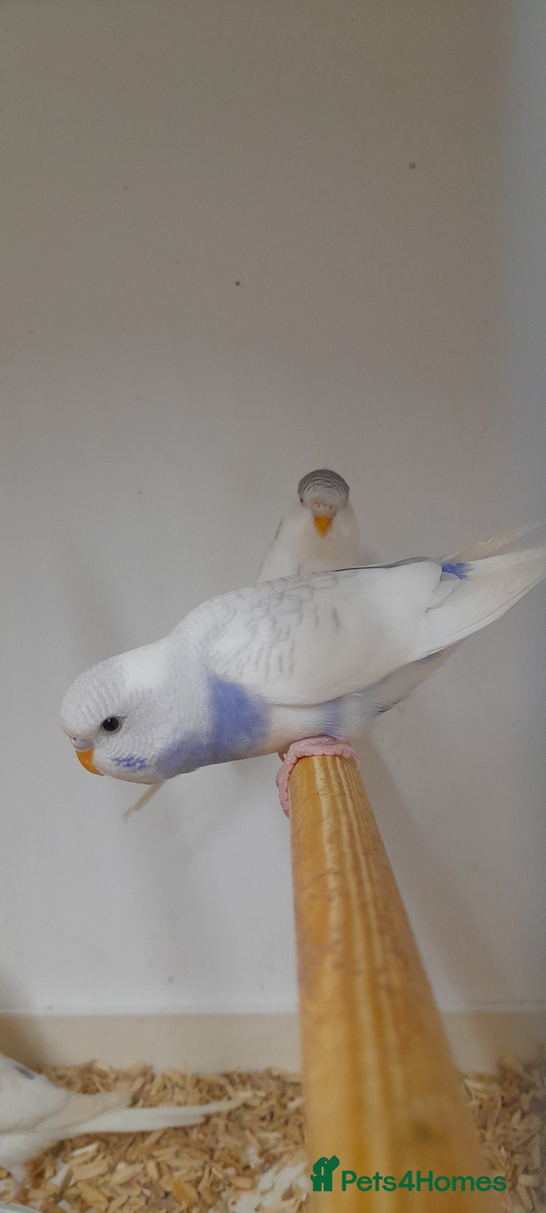 Budgerigars birds for sale: Budgies for sale - Image 13