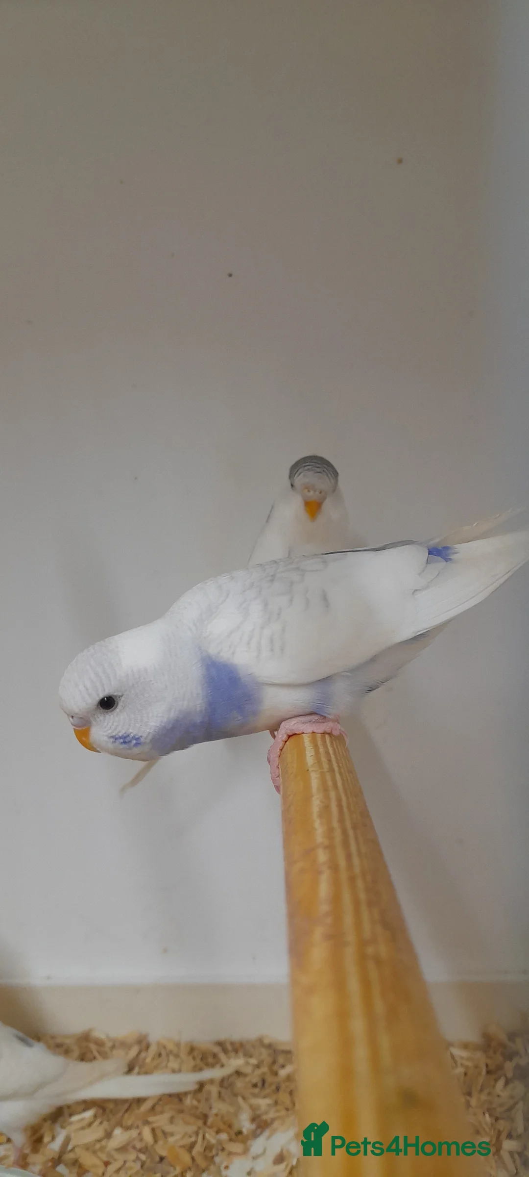 Budgerigars birds for sale: Budgies for sale - Advert 13