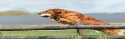 Golden Retriever dogs for stud: Fully Health Tested Show/Working Golden Retriever  - Advert 2
