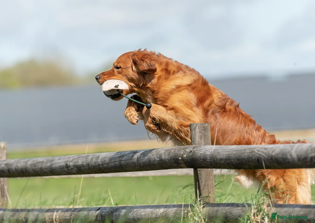 Golden Retriever dogs for stud: Fully Health Tested Show/Working Golden Retriever  - Advert 2