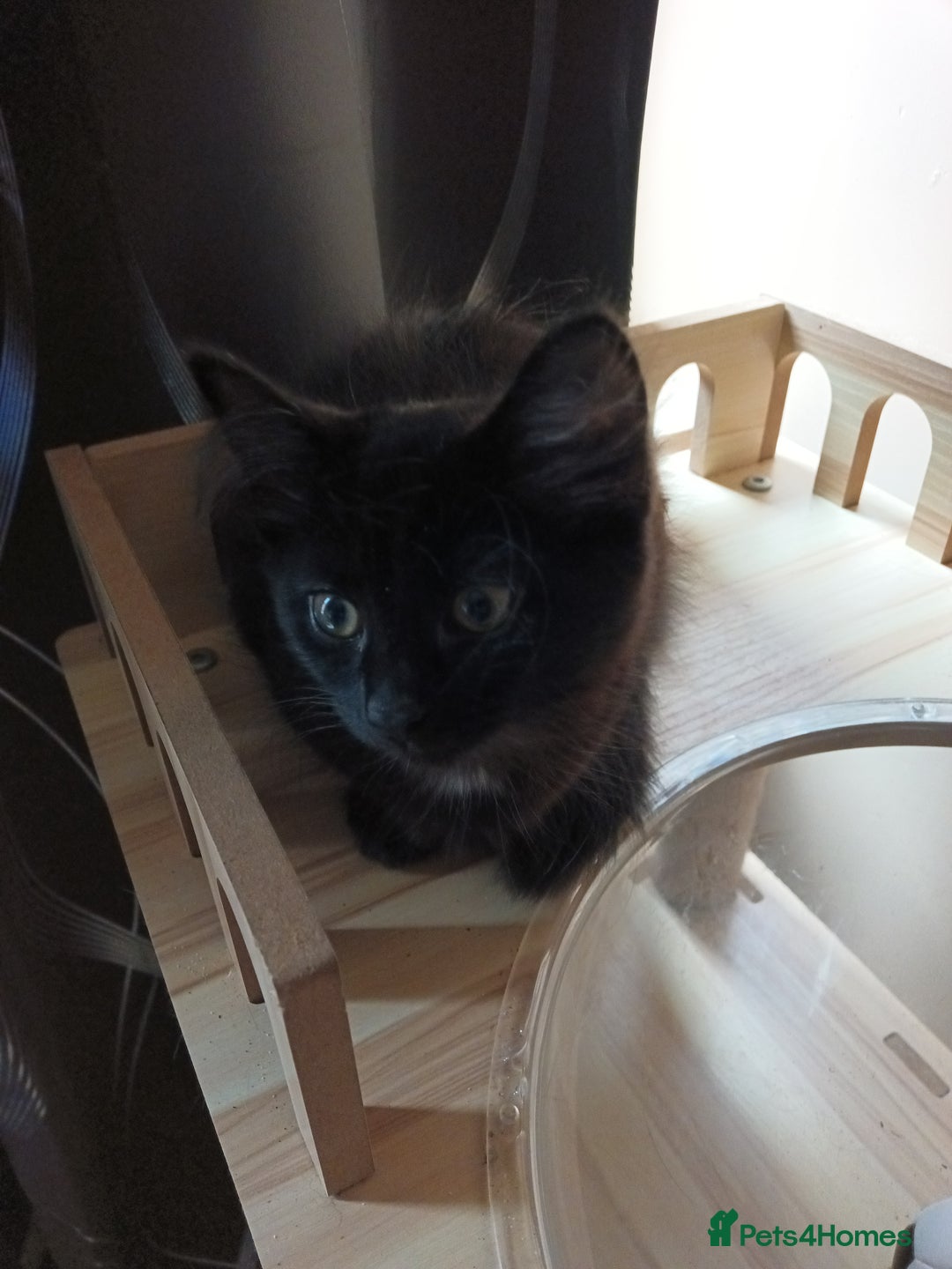 British Longhair cats for sale: 3 kittens for sale, preferably together - Image 8