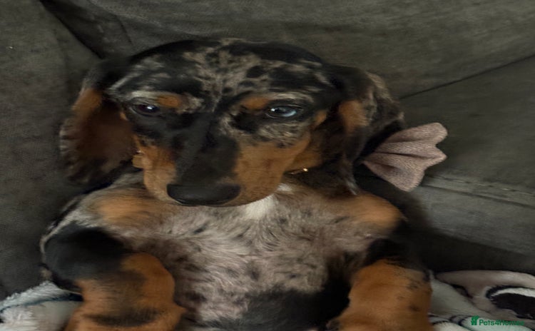 Dachshund dogs - Advert 1