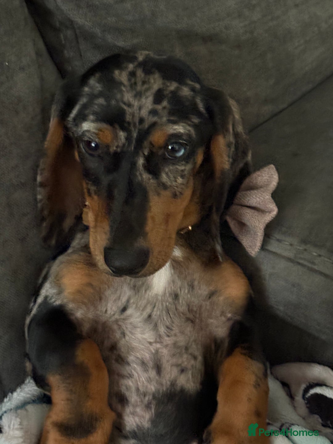 Dachshund dogs for sale: 9 month old dachshund for sale  - Image 1