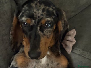 Dachshund dogs - Advert 4