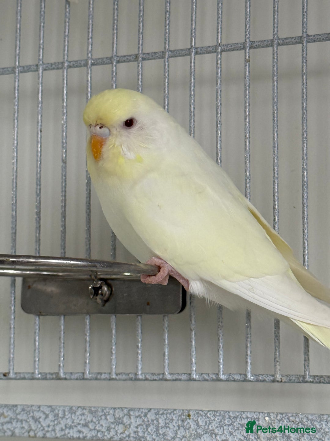 Budgerigars birds for sale: Young Budgies - Advert 6